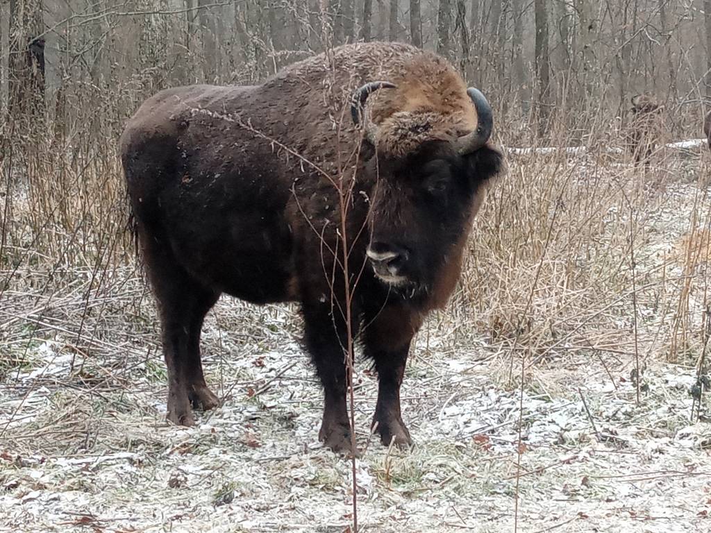 Зубр житель зоны.jpg