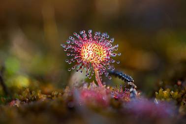 Подробнее. Директор болота – Виктор Романовский. Экология, легенды, кислород